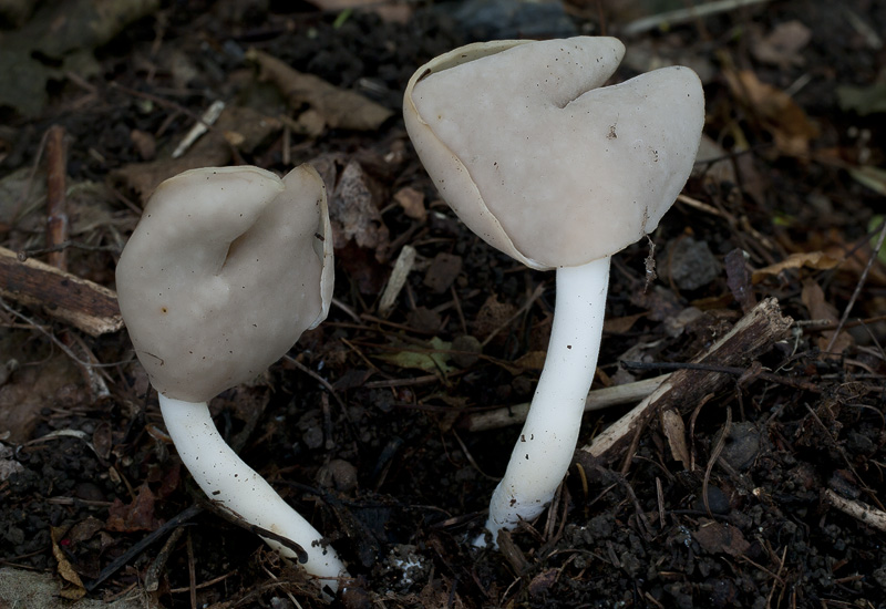 Helvella elastica